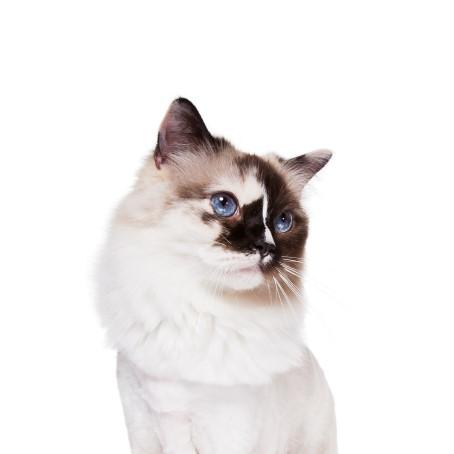 Como cuidar de um gato Ragdoll