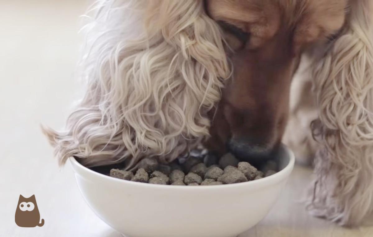 O que é uma ração de qualidade?