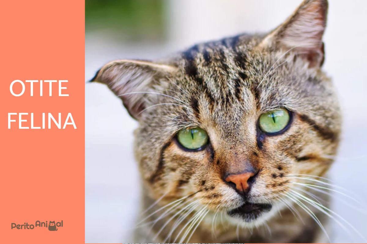 A otite em gatos