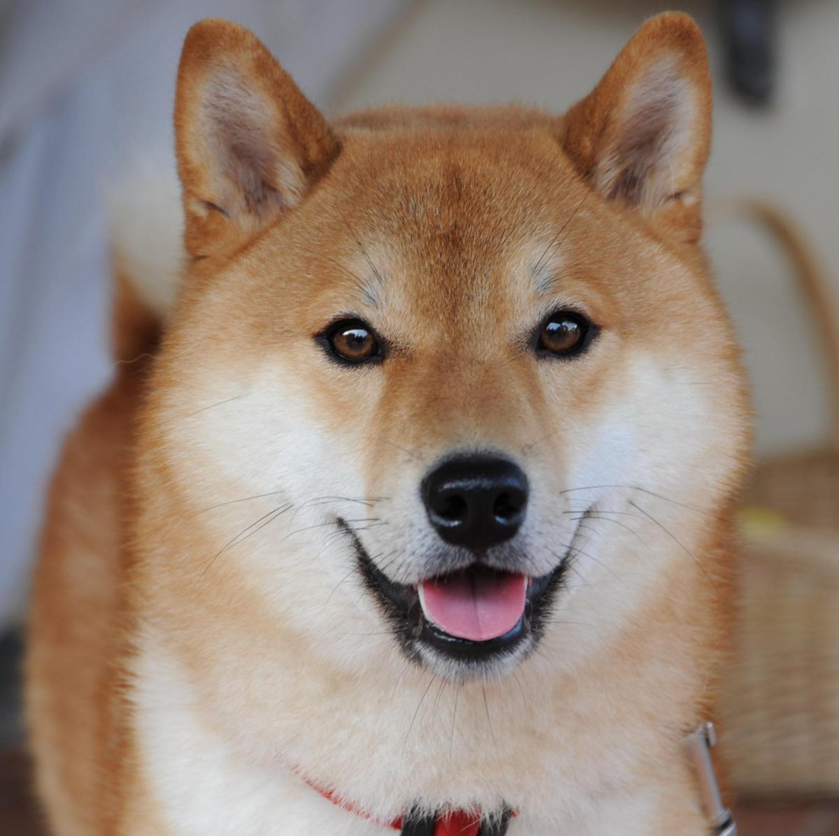 Como adestrar um Shiba inu