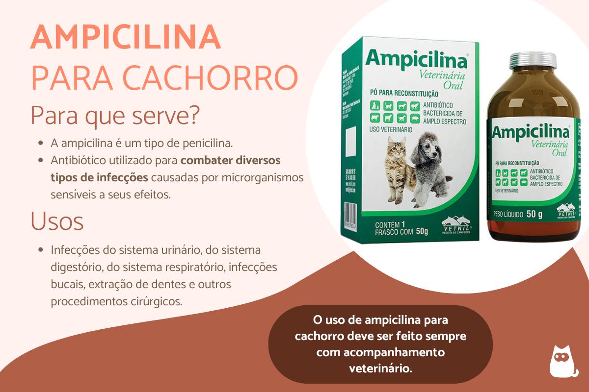 Ampicilina para cachorro: para que serve, doses, efeitos colaterais