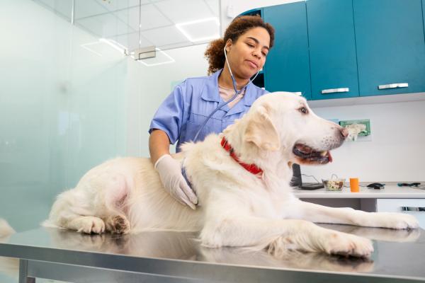 Ampicilina para cachorro: para que serve, doses, efeitos colaterais - Doses da ampicilina para cachorro