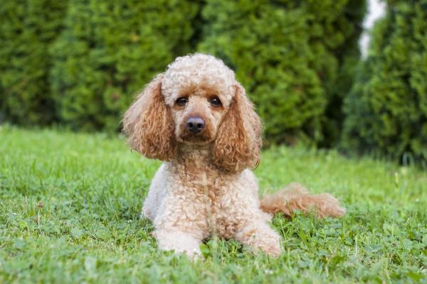 Raças de cachorro baratas - 10. Poodle médio