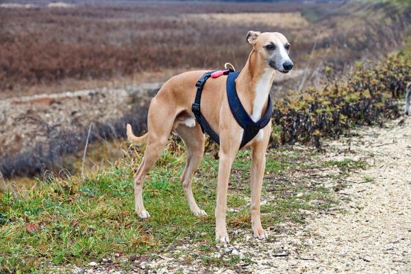 Raças de cachorro baratas - 2. Galgo espanhol