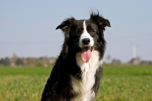 Raças de cachorro baratas - 4. Border collie