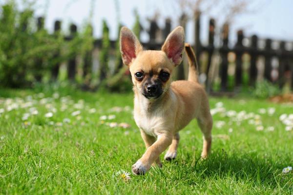 Raças de cachorro baratas - 6. Chihuahua