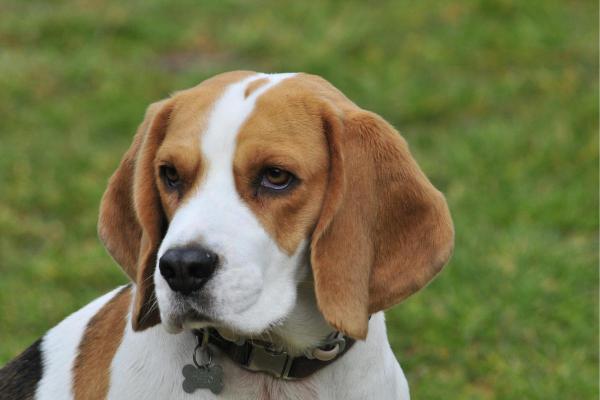 Raças de cachorro baratas - 7. Beagle