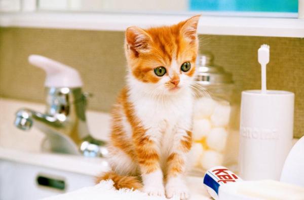 Meu gato me segue no banheiro - te explicamos o porquê - Cuidado com os produtos de limpeza e cosméticos no banheiro