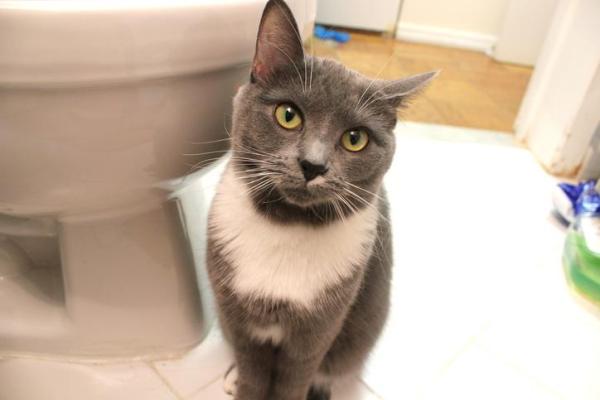 Meu gato me segue no banheiro - te explicamos o porquê