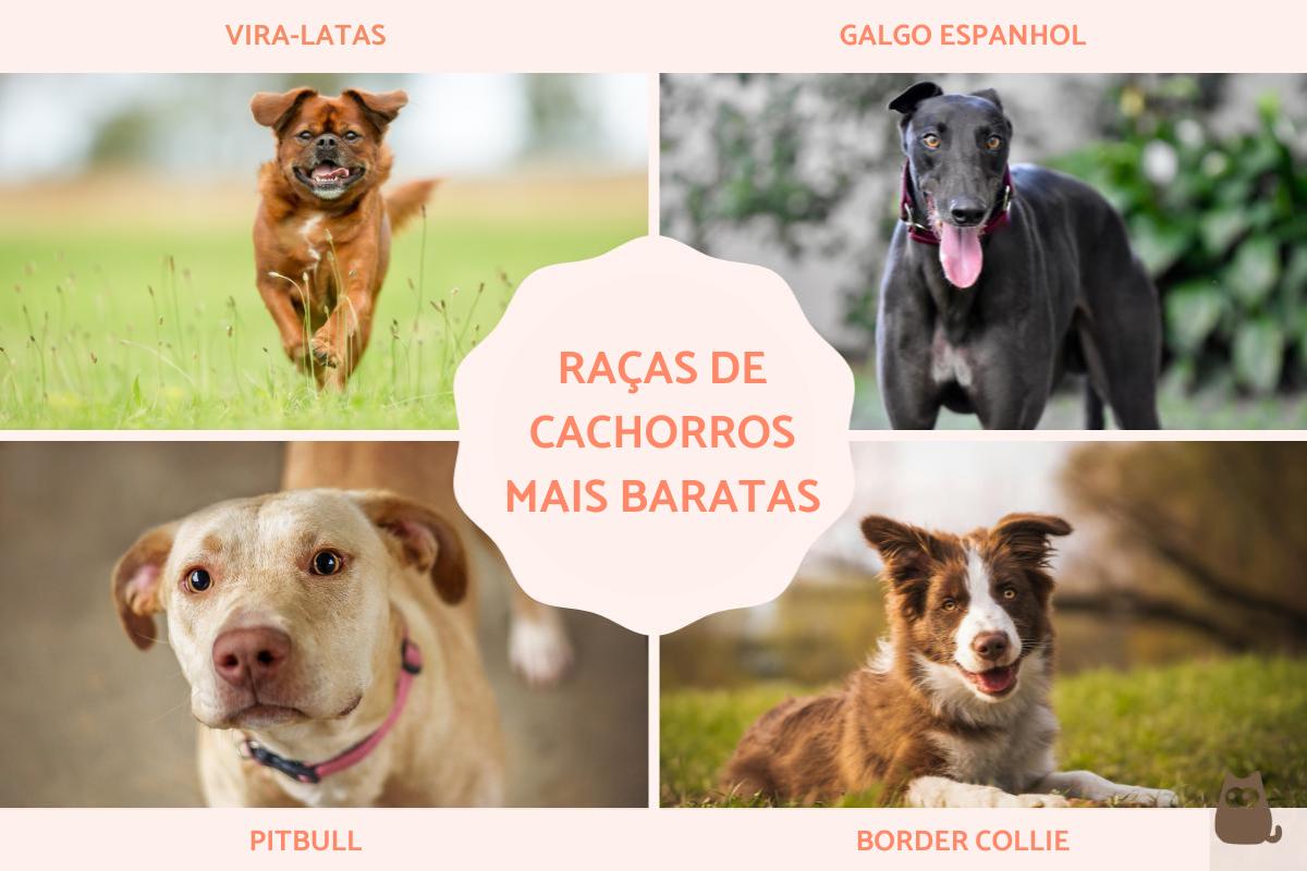 Raças de cachorro baratas