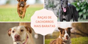 Raças de cachorro baratas