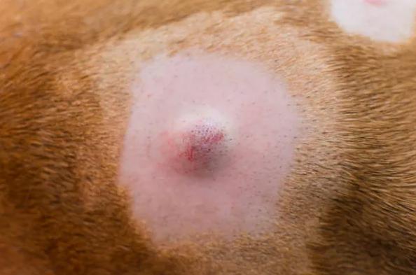Cachorro com caroço nas costas: o que pode ser e o que fazer? - 3. Cisto sebáceo