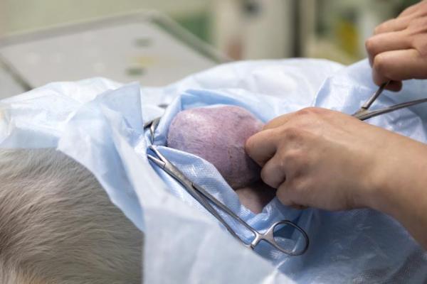 Cachorro com caroço nas costas: o que pode ser e o que fazer? - 8. Tumor