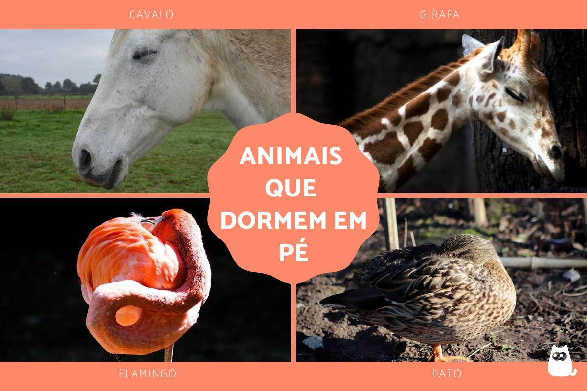 Animais que dormem em pé - Como fazem e exemplos