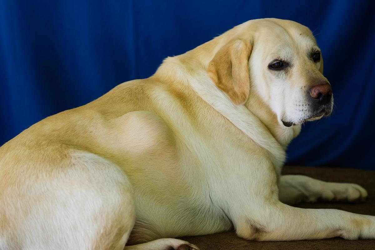Cachorro com caroço nas costas: o que pode ser e o que fazer?