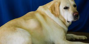 Cachorro com caroço nas costas: o que pode ser e o que fazer?