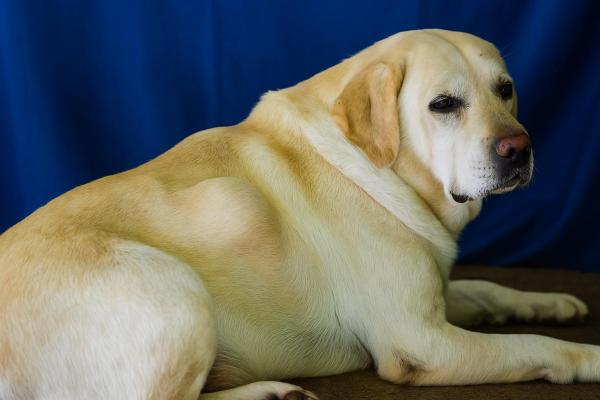 Cachorro com caroço nas costas: o que pode ser e o que fazer?