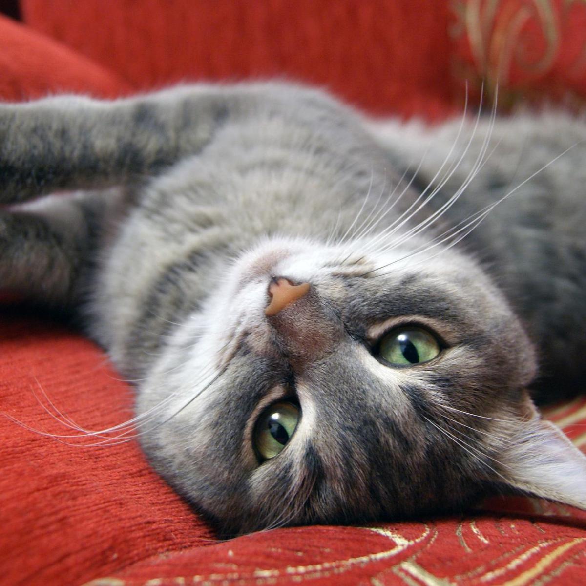 10 coisas estranhas que os gatos fazem