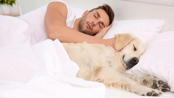O que dormir com o cachorro diz sobre a relação com o tutor? - Comportamento de dormir em matilha