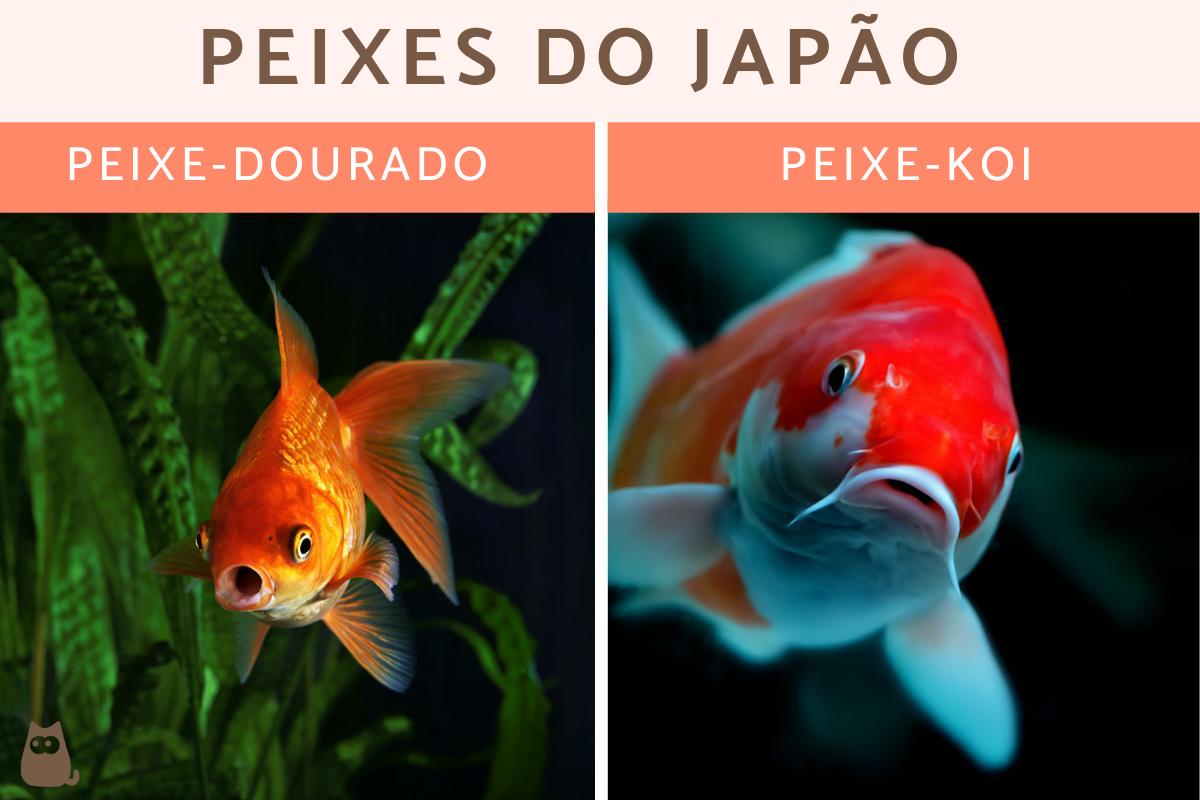 Peixes do Japão - Tipos e características