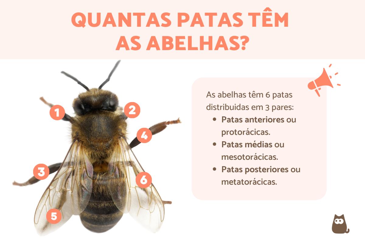 Quantas patas têm as abelhas?