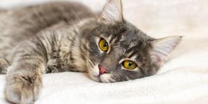 Mirtazapina para gatos - Doses e efeitos colaterais