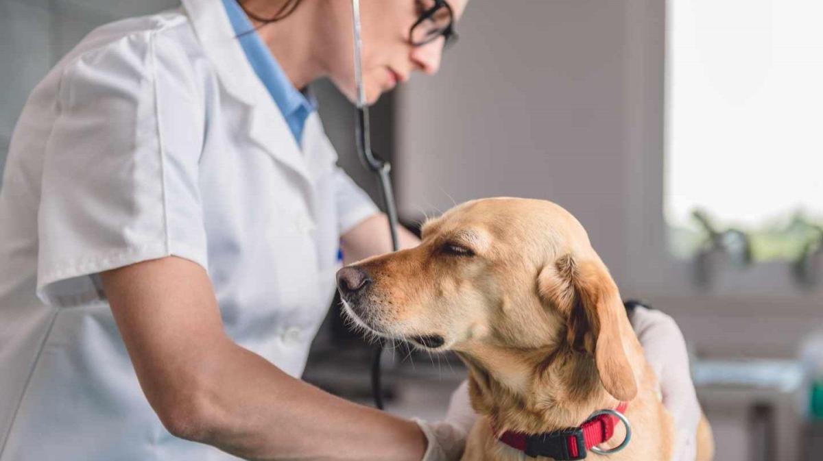 Hérnia perineal em cães: diagnóstico e tratamento