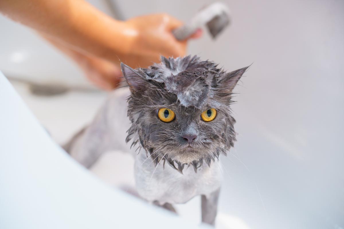 Posso dar banho ao meu gato com shampoo normal?