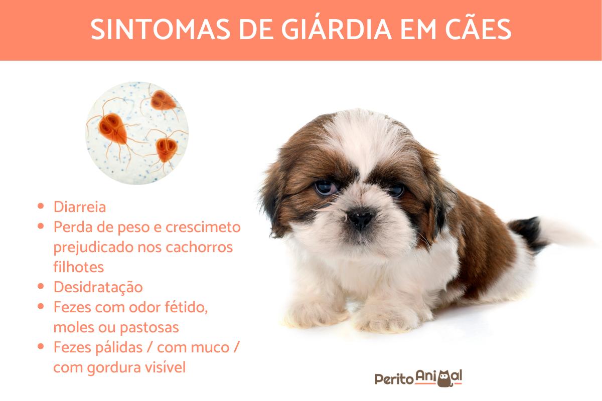 Como identificar a giárdia nas fezes do cachorro