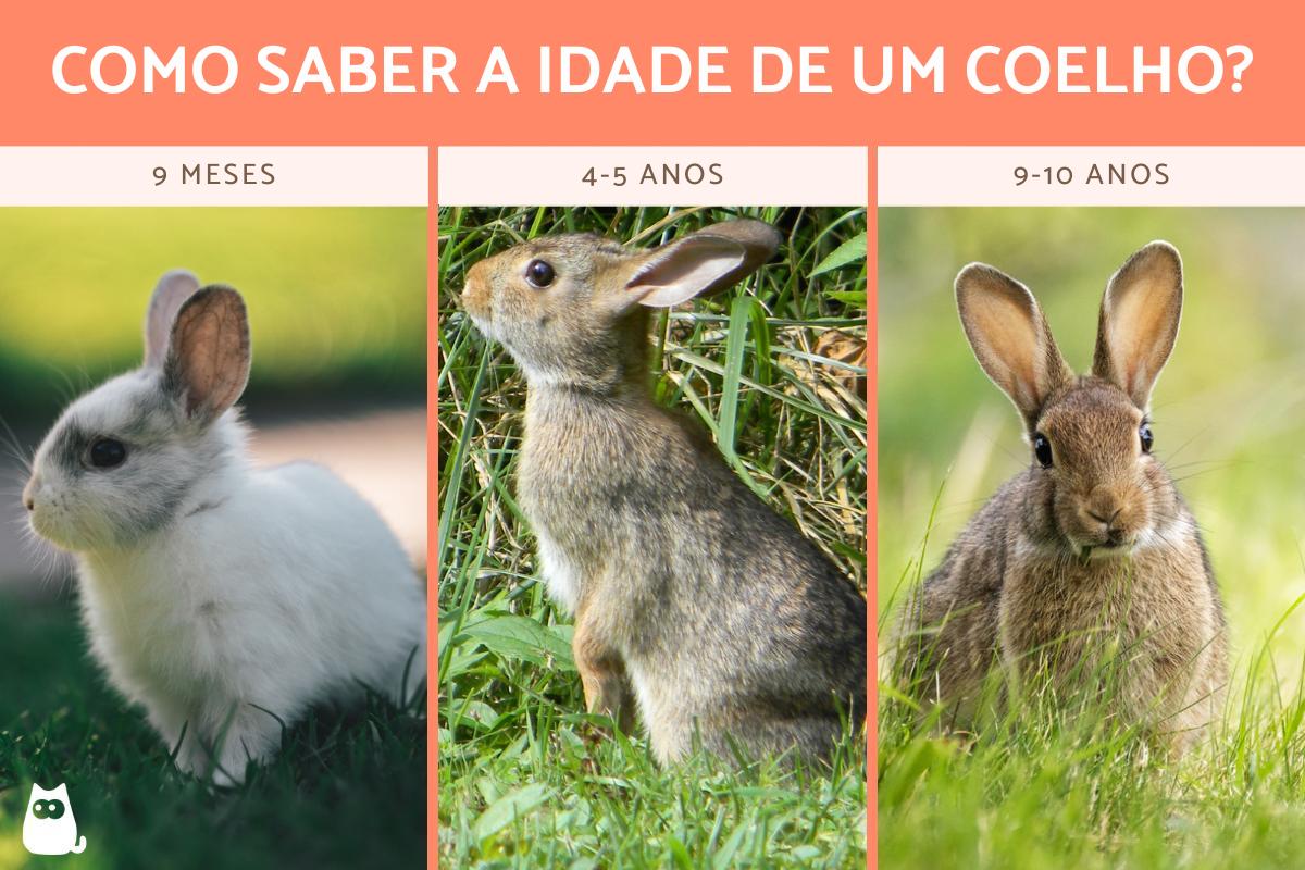 Como saber a idade de um coelho?