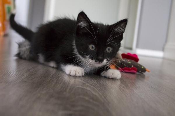 Nomes para gatos macho muito originais - Nomes originais para um gato macho
