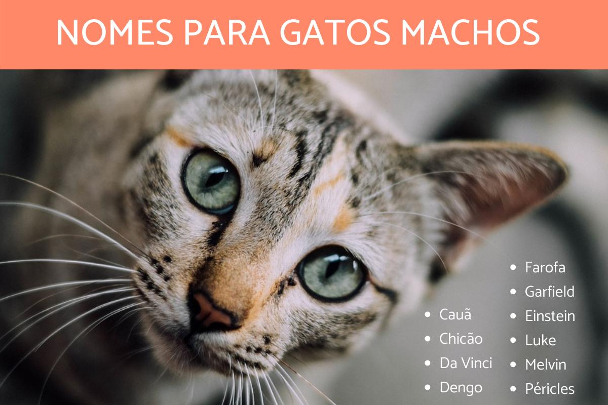 Nomes para gatos macho muito originais