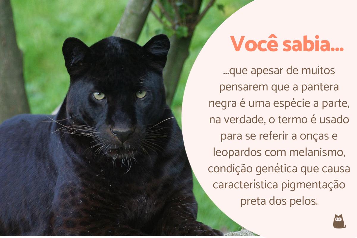 Qual é a curiosidade da pantera negra?