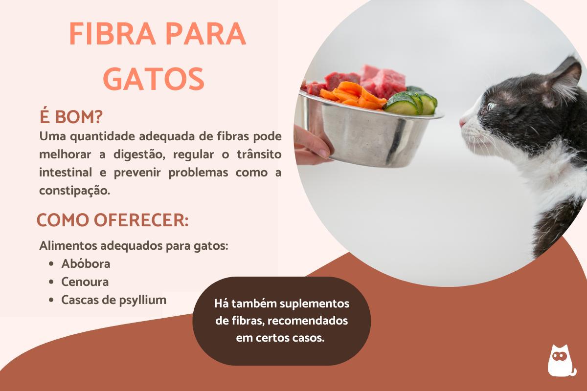 Fibra para gatos: alimentos e importância