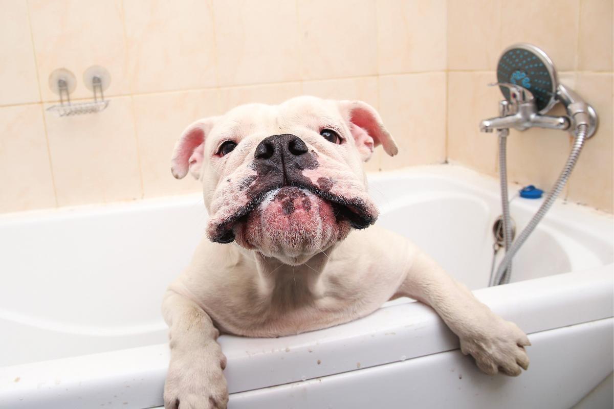 Meu cachorro comeu sabonete, o que fazer?