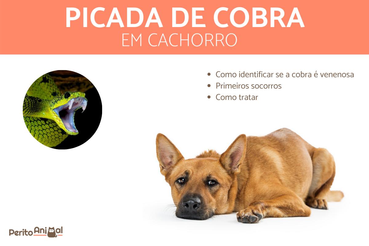 Picada de cobra em cachorro, o que fazer?