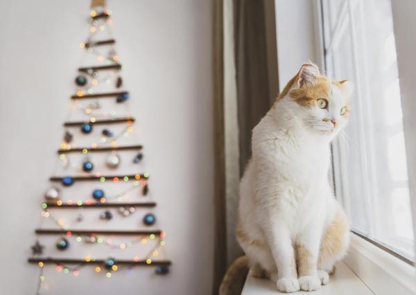Quem tem gato pode ter uma árvore de Natal? - Qual árvore de Natal é mais adequada para gatos?