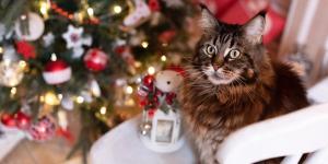 Quem tem gato pode ter uma árvore de Natal?