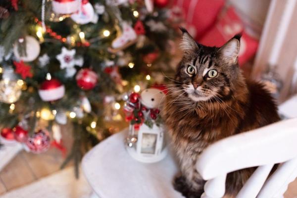 Quem tem gato pode ter uma árvore de Natal?