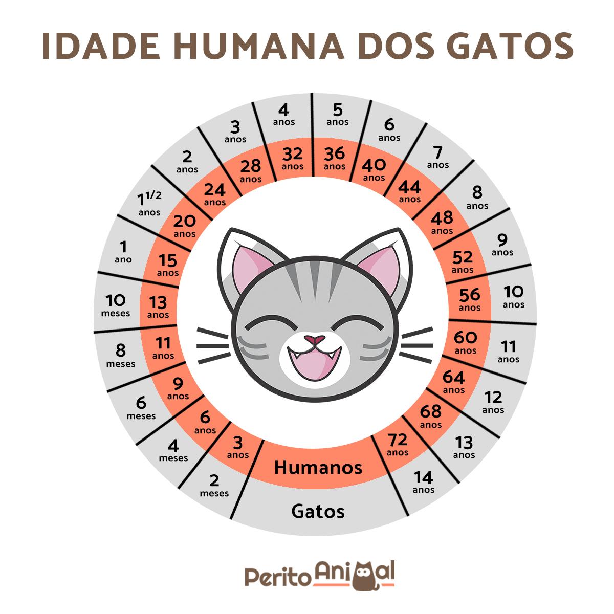 Como calcular a idade humana dos gatos