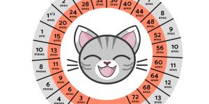 Como calcular a idade humana dos gatos