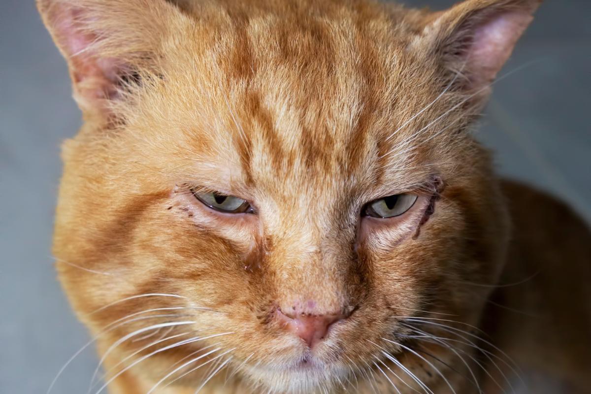 Dermatofitose em gatos - Causas e tratamento