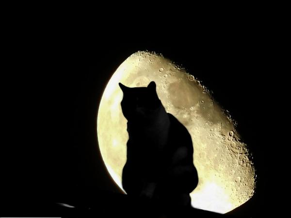 Nomes para gatos de bruxas