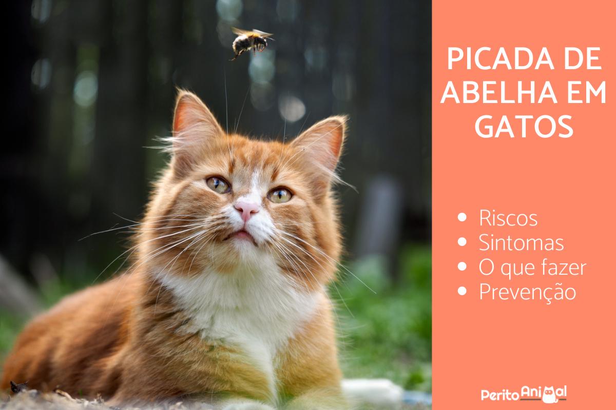 Picada de abelha em gatos - Sintomas e o que fazer