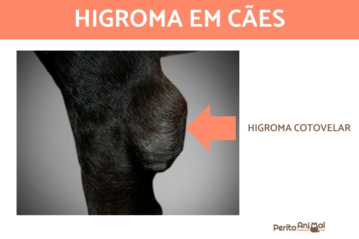 Higroma em cães - Causas, sintomas e tratamento