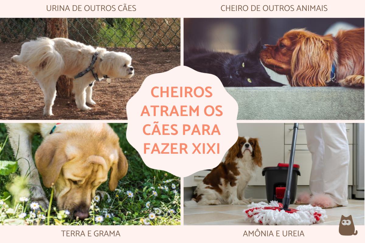 Quais odores atraem os cães para fazer xixi?