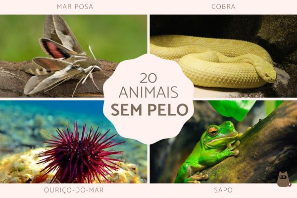 Animais sem pelo