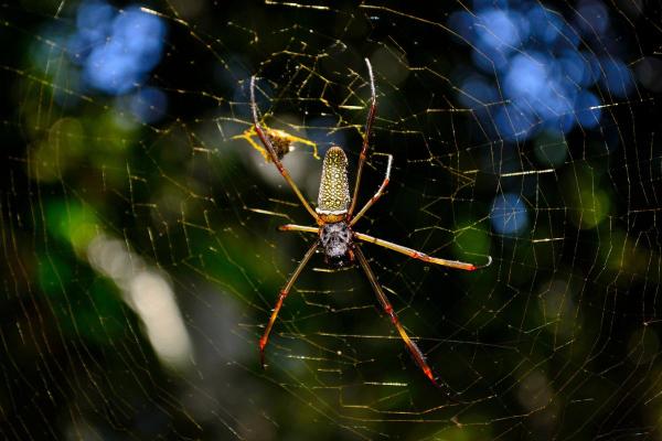 Animais sem pelo - Aranhas