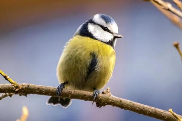Animais sem pelo - Aves