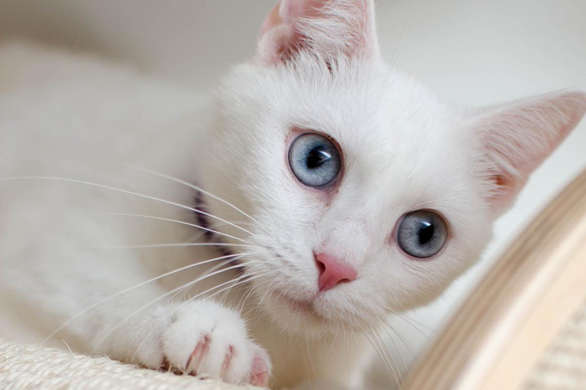 Cuidados necessários com os gatos brancos